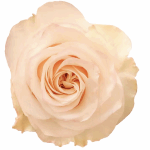 ROSE GLOW GIRL - 40 CM